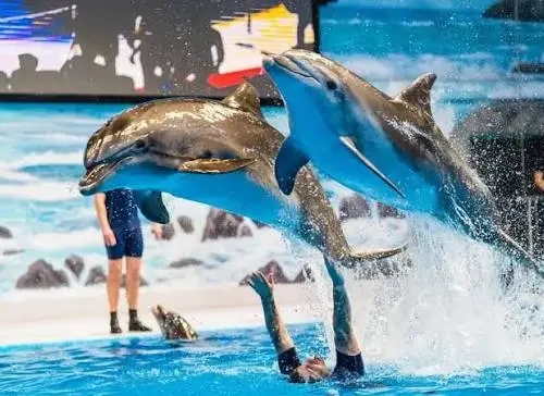 Dolphin Show